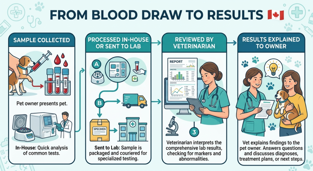 Understanding Pet Blood Work Results: A Plain-Language Guide for Pet Owners