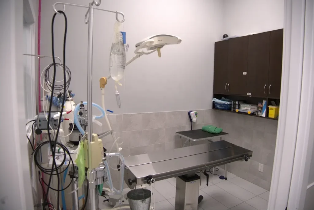Pet Surgery